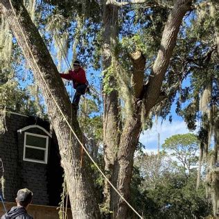 tree solutions florida llc